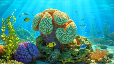 Illustration of brain coral in the Alcatrazes Archipelago sequestering carbon.