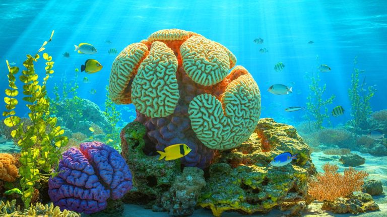 Scientists Shocked as Brazilian Brain Coral “Holds More Carbon Than Thought Possible” Warns Expert on Global Impact